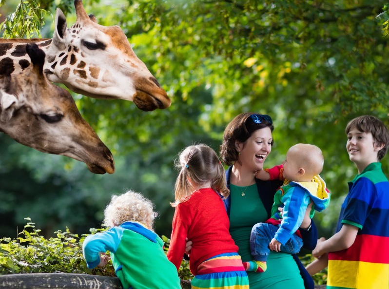 Dziecko obserwuje zwierzęta w zoo