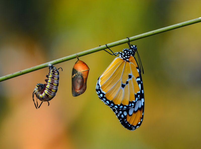 Trzy stadia rozwojowe motyla