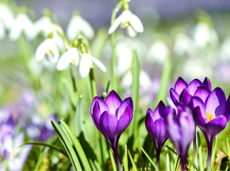 Przebiśniegi i krokusy – pierwsze wiosenne kwiaty w parku