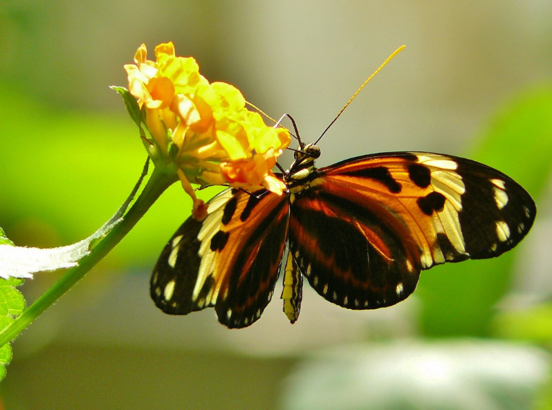 zdjęcie motyla siedzącego na żółtym kwiatku