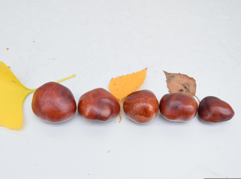 5 kasztanów - jesienne zabawy matematyczne Kapitan Nauka