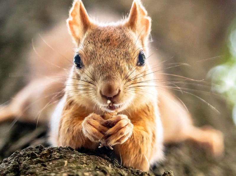 Wiewiórka jedząca orzecha. Jesienne zabawy. Kapitan Nauka