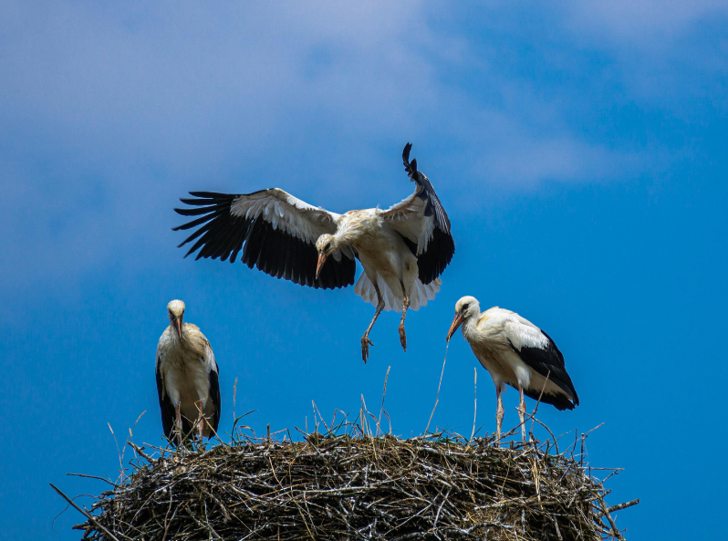 Bocian na gnieździe – powracający ptak wiosenny