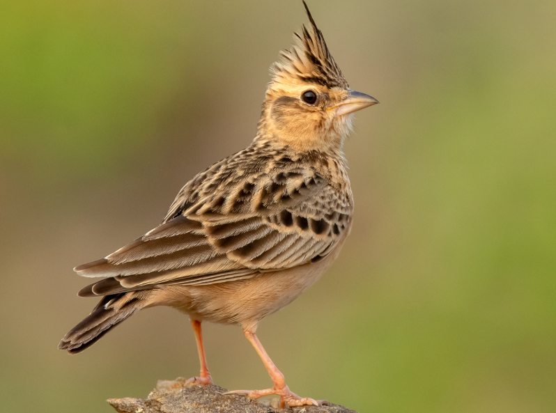 ptak stojący na gałęzi