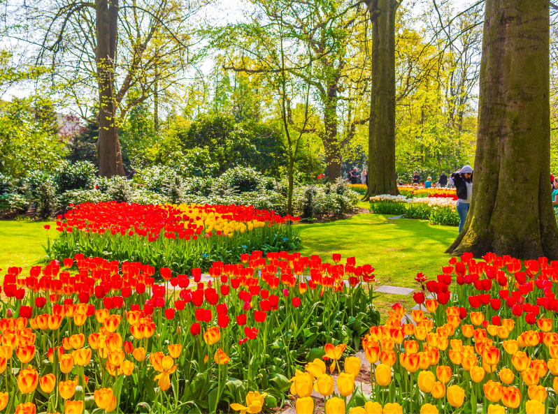 Kolorowe wiosenne kwiaty – tulipany, żonkile i forsycje w ogrodzie